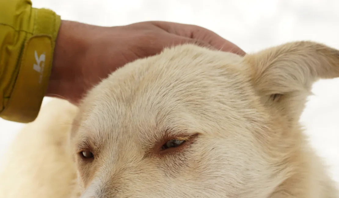 Can dogs eat Goldfish?