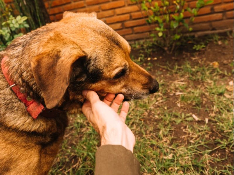 Dog licking its owner's hands, showing the reasons behind dogs licking hands as a sign of affection or communication.