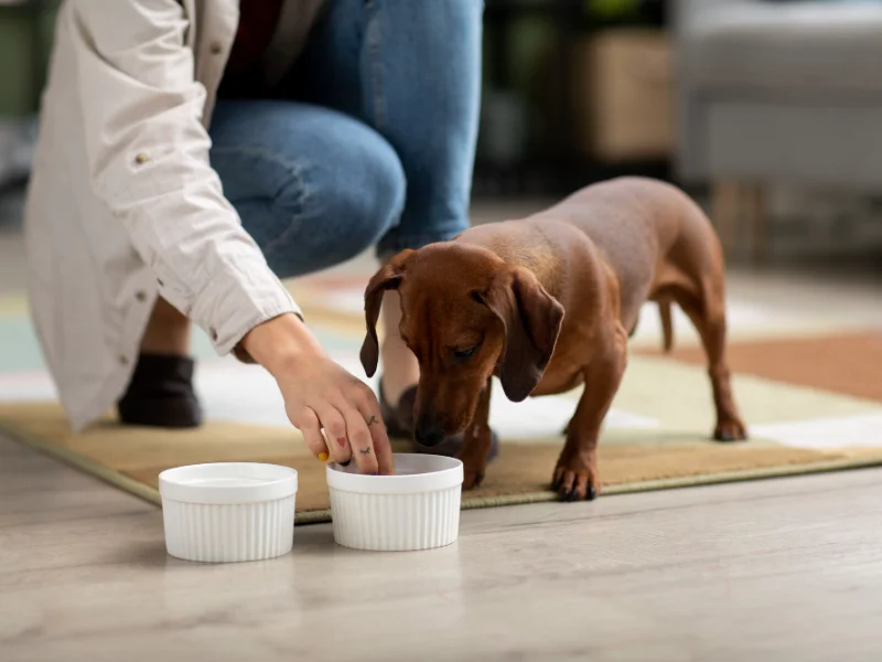 A dog owner is safely giving almond butter to their dog