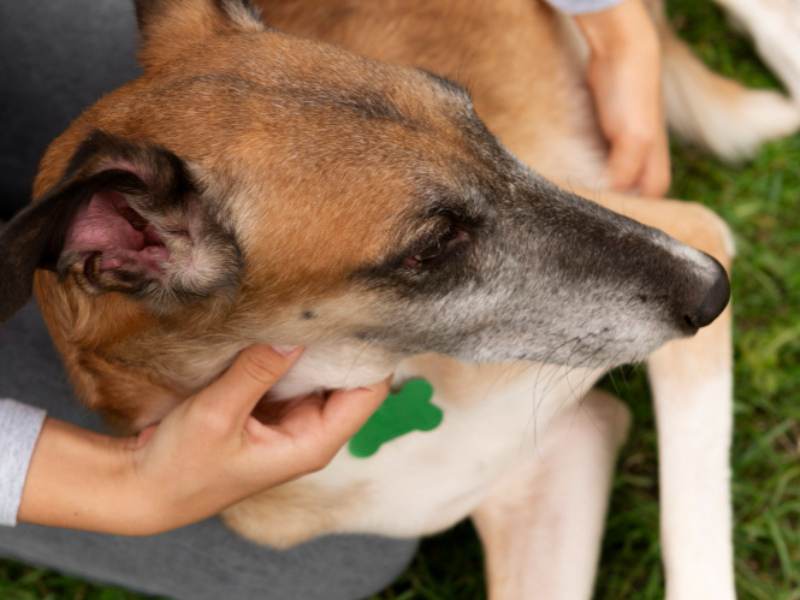 Dog with mosquito nearby, illustrating the potential harm mosquitoes can cause to dogs, including diseases like heartworm.