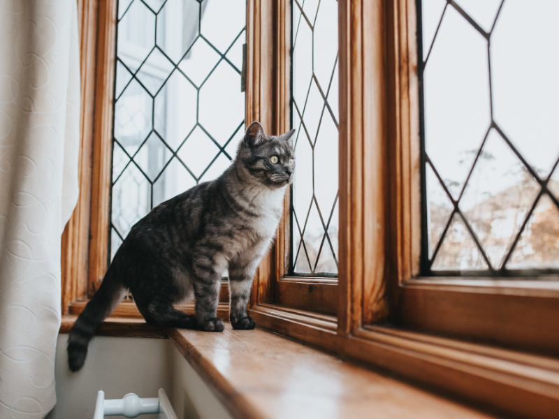 Cat sitting by the window, observing the outside world, showcasing a cat's curiosity and calm demeanor.