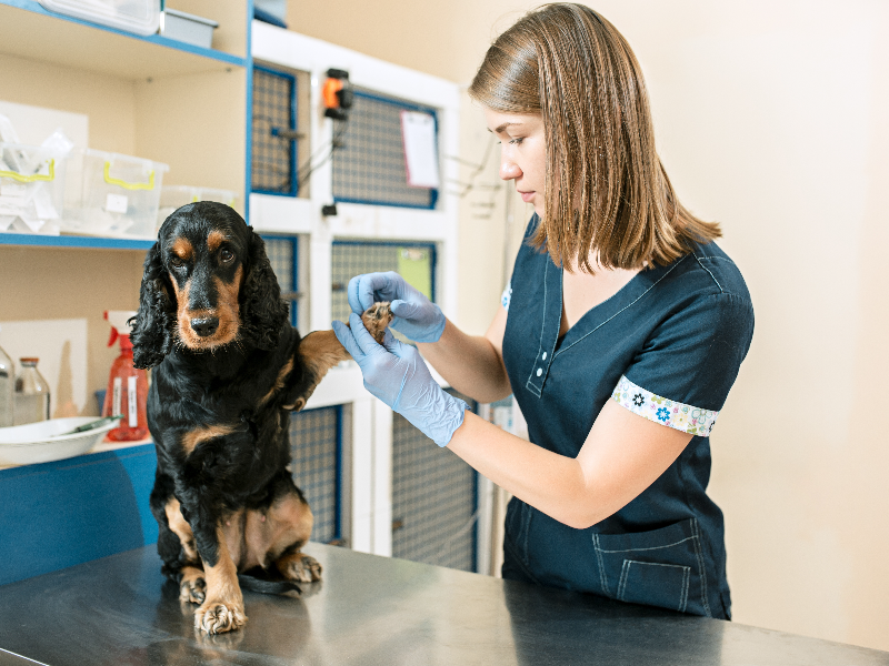 Veterinarian examining a dog, providing professional services to support dog health and nutrition