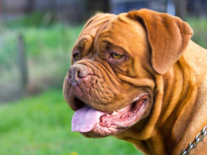 Dogue de Bordeaux dog breed, showcasing its impressive bite force of 556 PSI, known for its strength and guarding abilities.