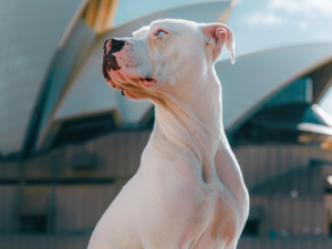 Dogo Argentino dog breed, showcasing its strong bite force of 500 PSI, known for its strength and protective instincts.