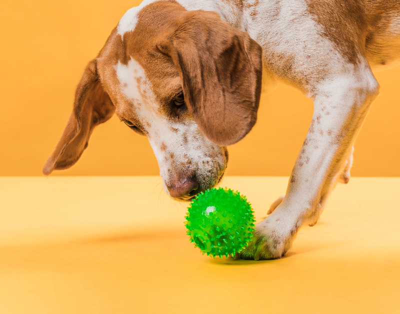 A dog eagerly playing with a homemade treat ball, rolling it around to release tasty treats hidden inside