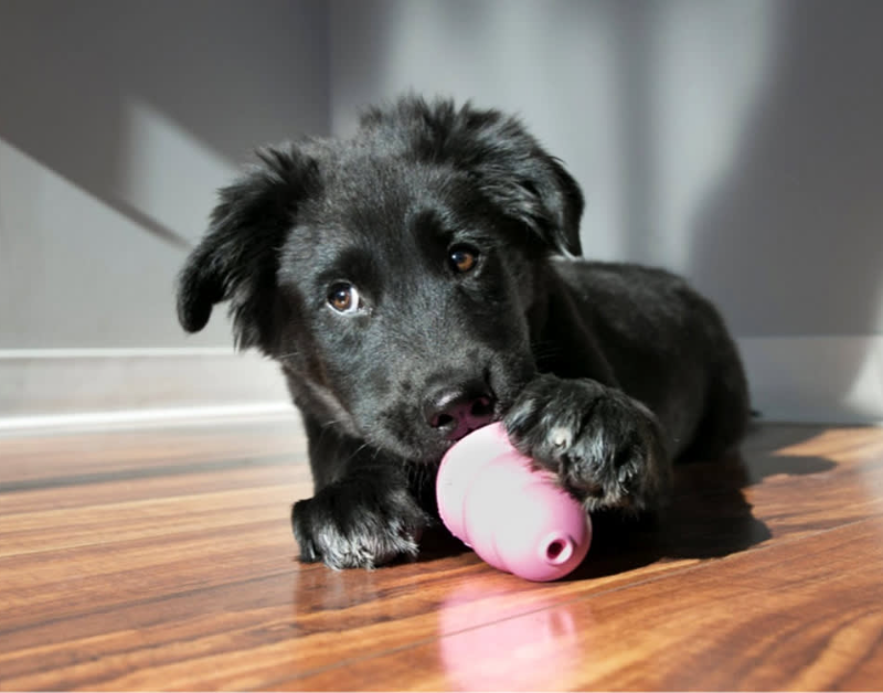 A playful dog happily chewing on a red Kong Classic toy, enjoying the challenge and fun of the durable, treat-dispensing toy.