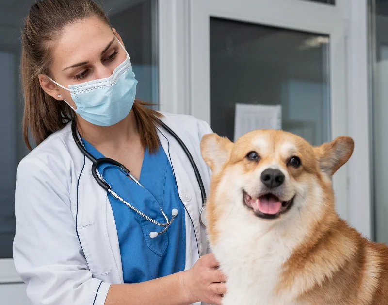 Expert examining a dog to determine if almond butter is safe for canine consumption.