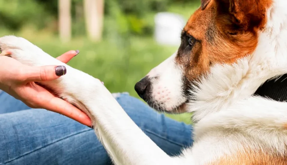 Dog licking its paws, exploring the question 'Why Do Dogs Lick Their Paws?' and possible reasons behind this behavior.