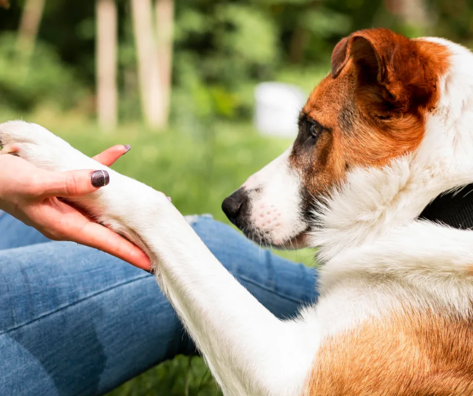 Dog licking its paws, exploring the question 'Why Do Dogs Lick Their Paws?' and possible reasons behind this behavior.