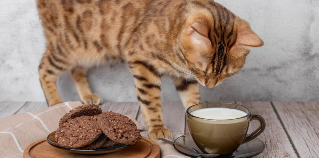 A curious cat reaching out toward a chocolate bar on a table. Can cats eat chocolate?