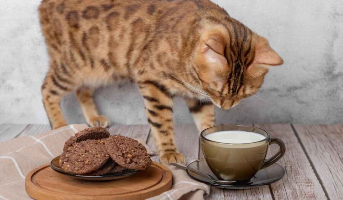 A curious cat reaching out toward a chocolate bar on a table. Can cats eat chocolate?