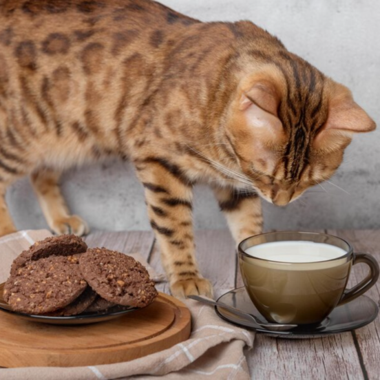 A curious cat reaching out toward a chocolate bar on a table. Can cats eat chocolate?