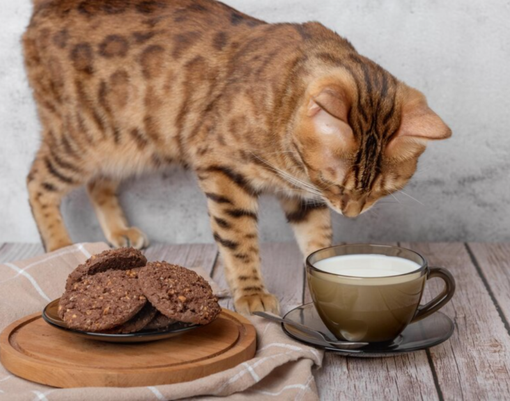 A curious cat reaching out toward a chocolate bar on a table. Can cats eat chocolate?