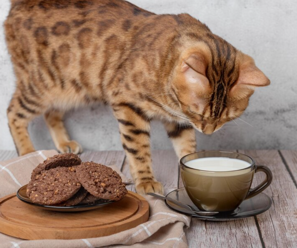 A curious cat reaching out toward a chocolate bar on a table. Can cats eat chocolate?