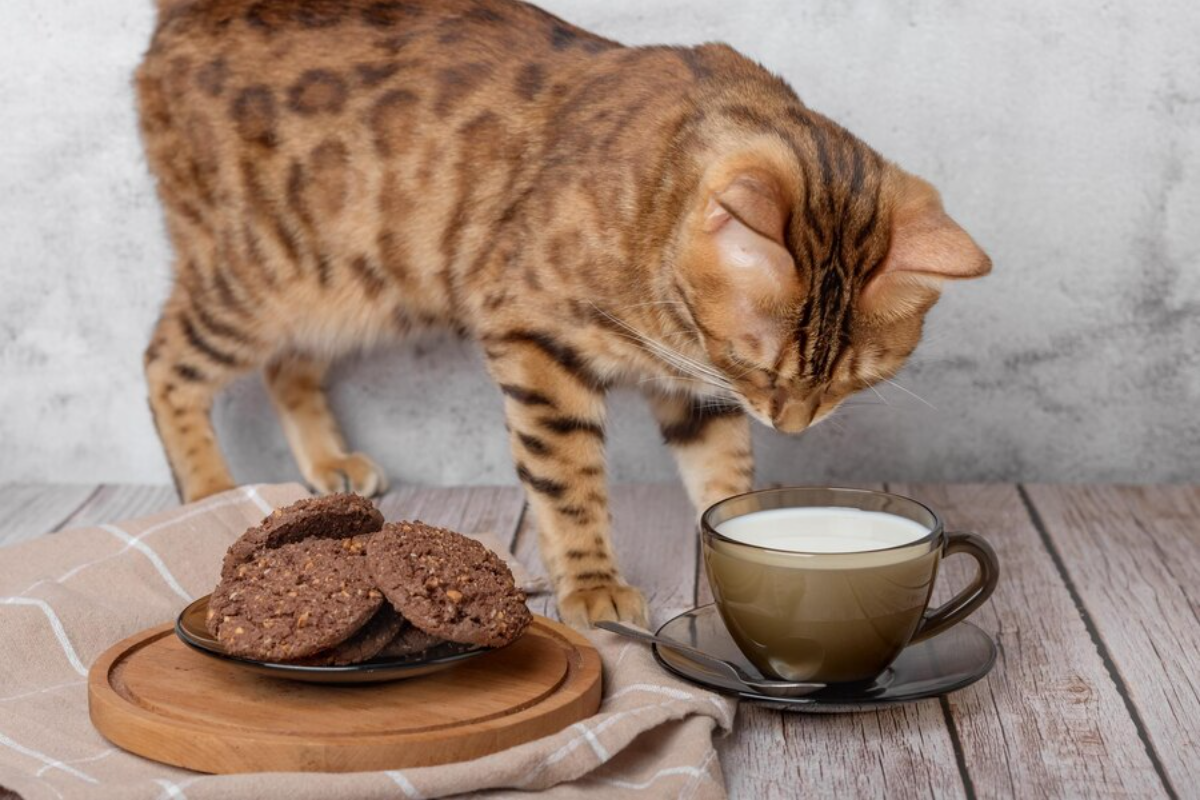 A curious cat reaching out toward a chocolate bar on a table. Can cats eat chocolate?