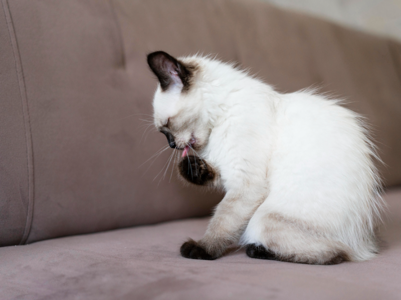 A distressed cat displaying symptoms like vomiting and restlessness in a home setting 