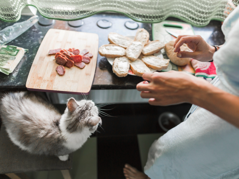 Different variety of cat food in front of cat 