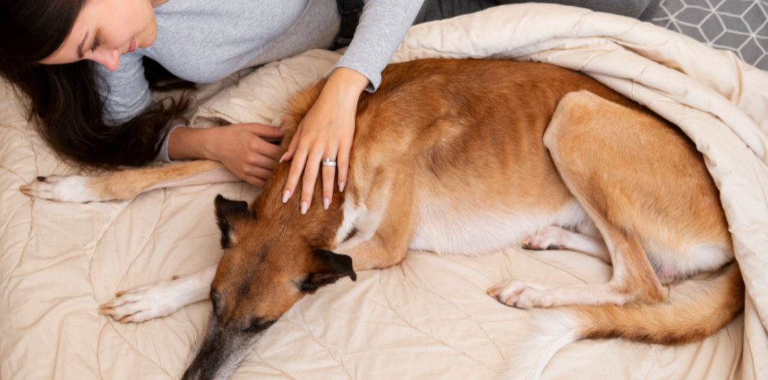 Methods for Feeding Sick Dogs A worried dog owner with their sick dog resting on a blanket.