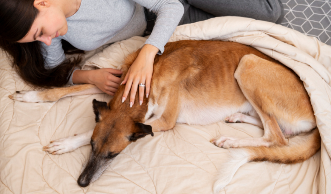 Methods for Feeding Sick Dogs A worried dog owner with their sick dog resting on a blanket.