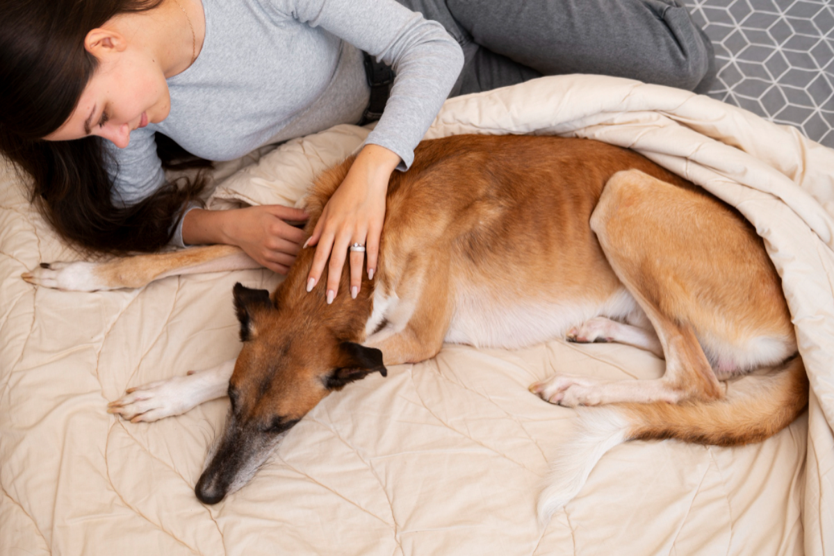 Methods for Feeding Sick Dogs A worried dog owner with their sick dog resting on a blanket.