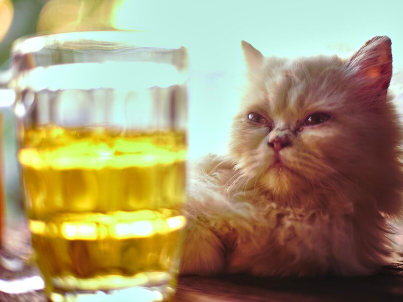 A fat cat sit in front of jar 