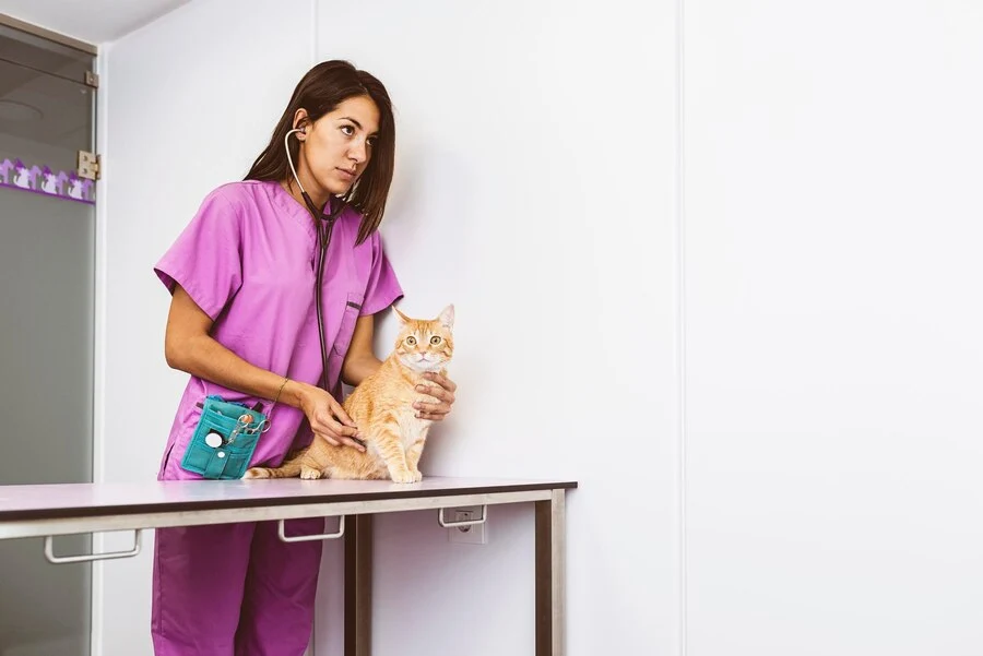 A veterinarian check up the cat after eating the chocolate 