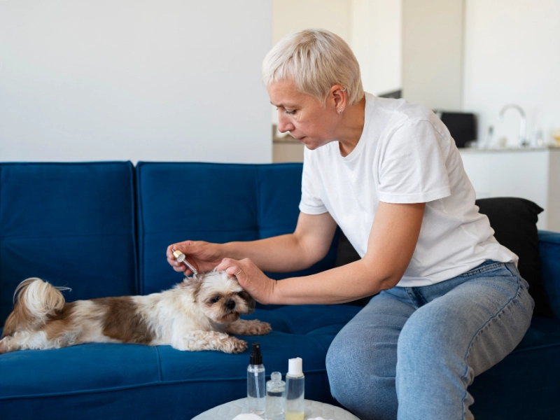 A concerned pet owner noticing signs of essential oil poisoning in pets, such as vomiting and distress after exposure to essential oils.