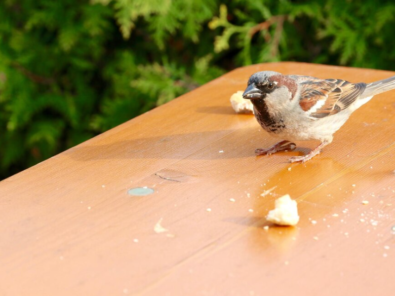 A vibrant backyard scene with various birds like sparrows and robins pecking at scattered pieces of bread on a lush green lawn.