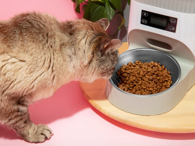 Cat eating high-quality food for growth.