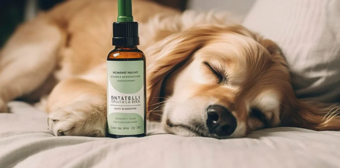 A peaceful dog sleeping with an essential oil bottle in the foreground, illustrating the question: Are essential oils safe for dogs?