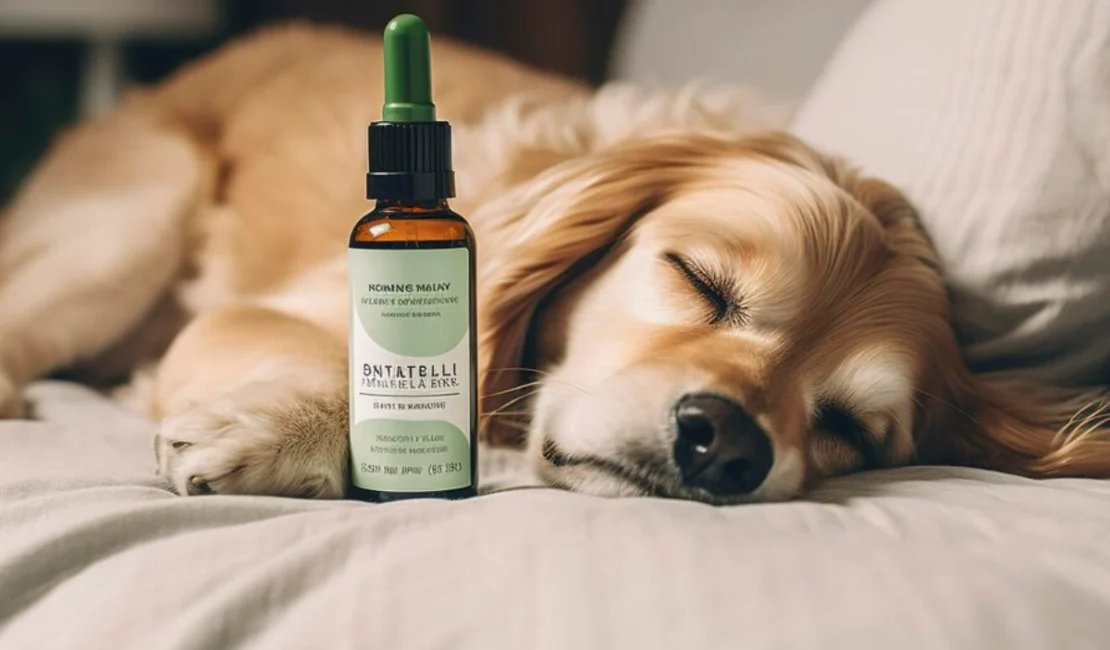 A peaceful dog sleeping with an essential oil bottle in the foreground, illustrating the question: Are essential oils safe for dogs?