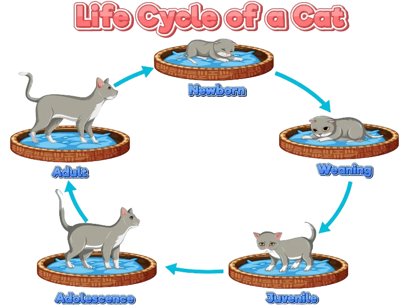 Cat growth timeline with size milestones.