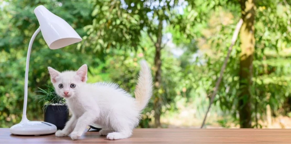 A cat sitting on the table under the lamp and raise question when do cats stop growing.