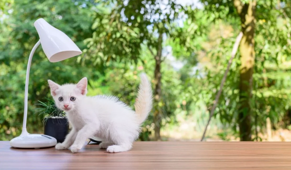 A cat sitting on the table under the lamp and raise question when do cats stop growing.