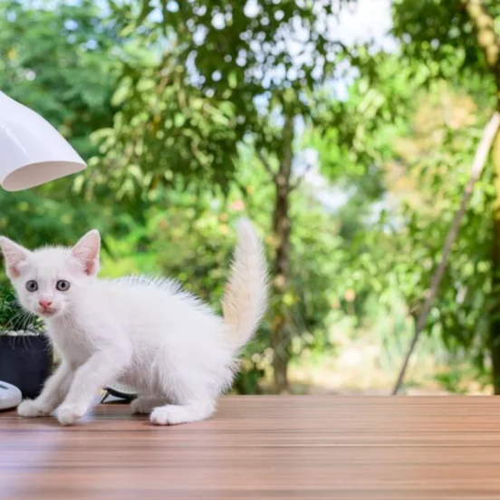 A cat sitting on the table under the lamp and raise question when do cats stop growing.