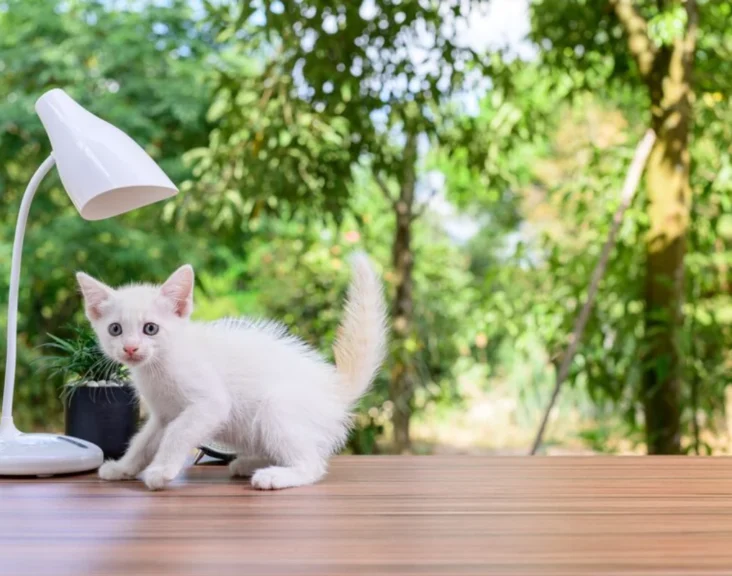 A cat sitting on the table under the lamp and raise question when do cats stop growing.