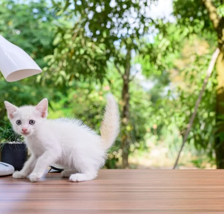 A cat sitting on the table under the lamp and raise question when do cats stop growing.