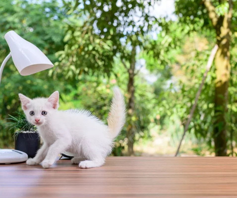 A cat sitting on the table under the lamp and raise question when do cats stop growing.