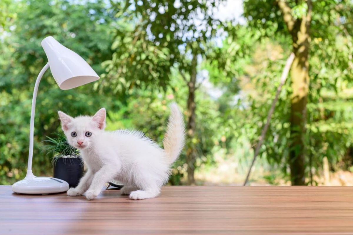 A cat sitting on the table under the lamp and raise question when do cats stop growing.